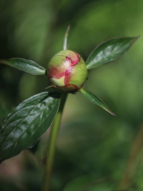 Yeşil arka planda mor şakayık tomurcuğu