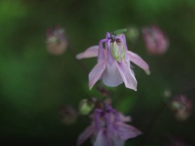 Koyu yeşil arkaplanda mor çiçeğin yakın çekimi
