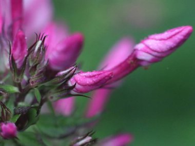 Mor çiçeğin yakın çekimi