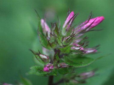 Mor çiçeğin yakın çekimi