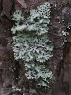 Ağaç gövdesinde güzel yosun