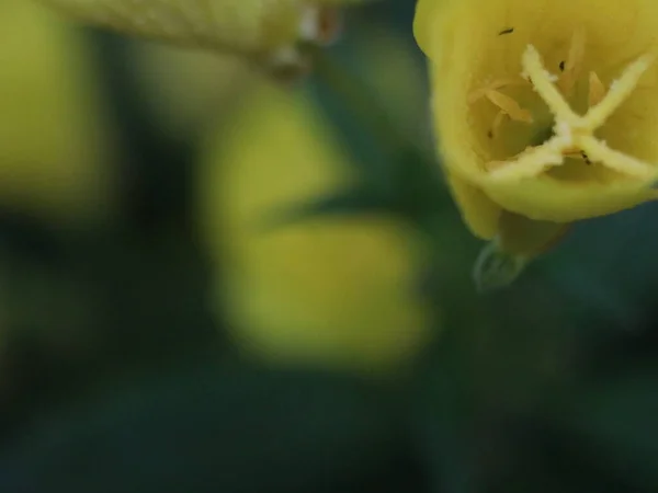 Un primer plano de una flor —  Fotos de Stock