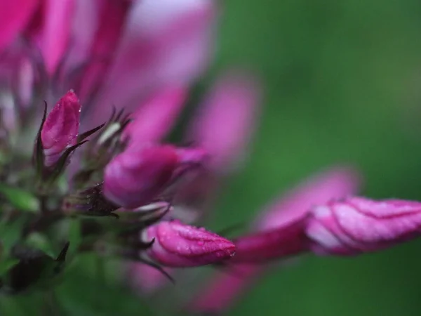 Close-up shot of purple flower — Stock Photo, Image