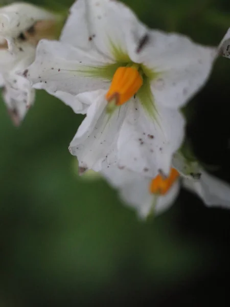 Gros plan de fleurs blanches avec un centre orange — Photo