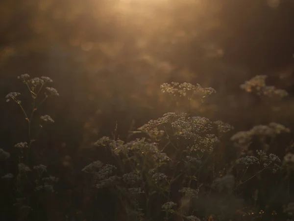 Flores blancas y hierbas en la iluminación del atardecer —  Fotos de Stock