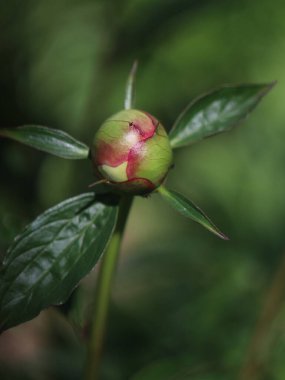 Yeşil arka planda mor şakayık tomurcuğu