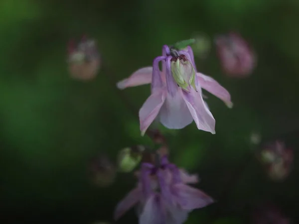 Närbild bild av lila blomma på mörkgrön bakgrund — Stockfoto