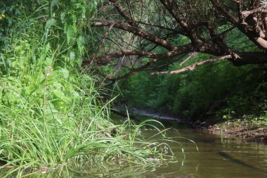 Nehrin kaynağı çimenler ve ağaçlar arasında