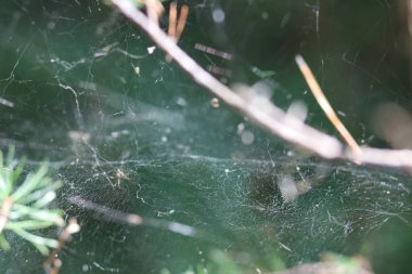 Örümcek ve dallı örümcek ağı