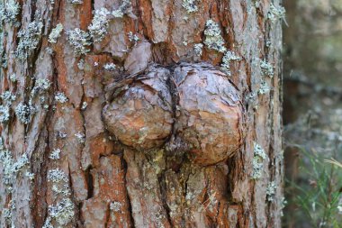 Ahşap üzerinde çift ahşap burl