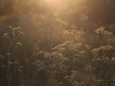 Günbatımında beyaz çiçekler ve bitkiler