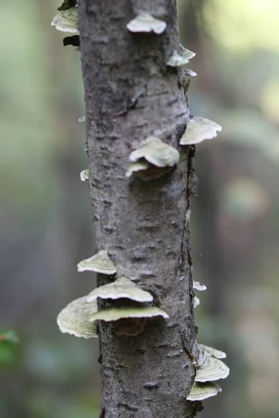 Mushrooms grown on both sides on a thin tree — Stock Photo, Image