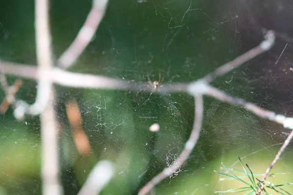 Toile d'araignée avec araignée et branches — Photo