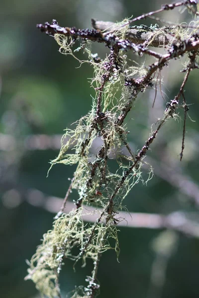 Pavučina s pavoukem a větvemi — Stock fotografie