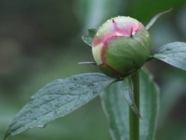 Yeşil arka planda mor şakayık tomurcuğu