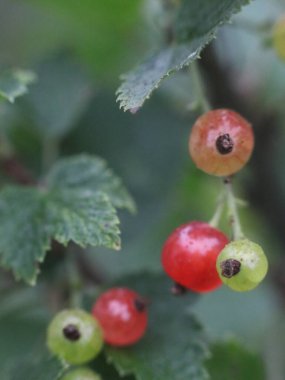 Olgun ve olgunlaşmamış kuşüzümü