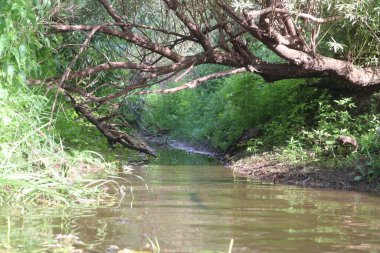 Nehrin kaynağı çimenler ve ağaçlar arasında