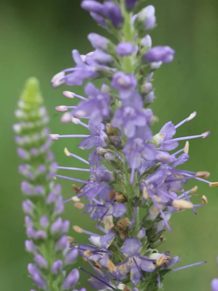 Lila Lupine auf unscharfem grünem Hintergrund — Stockfoto