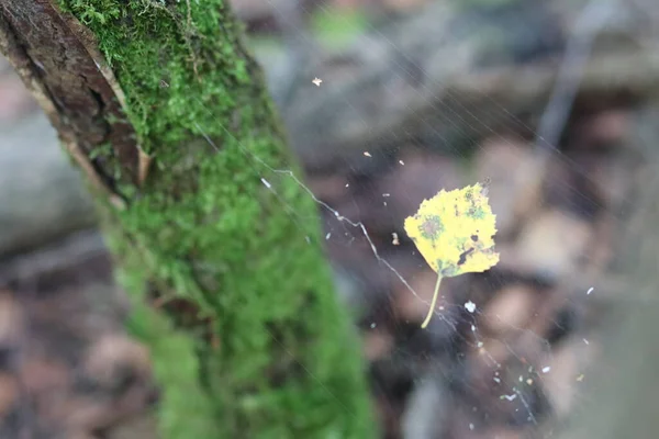Mousse branches feuilles toile d'araignée — Photo