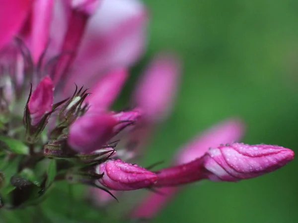 Close-up shot of purple flower — Stock Photo, Image