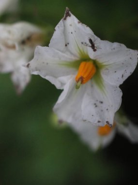 Turuncu merkezli beyaz çiçekleri yakından çek