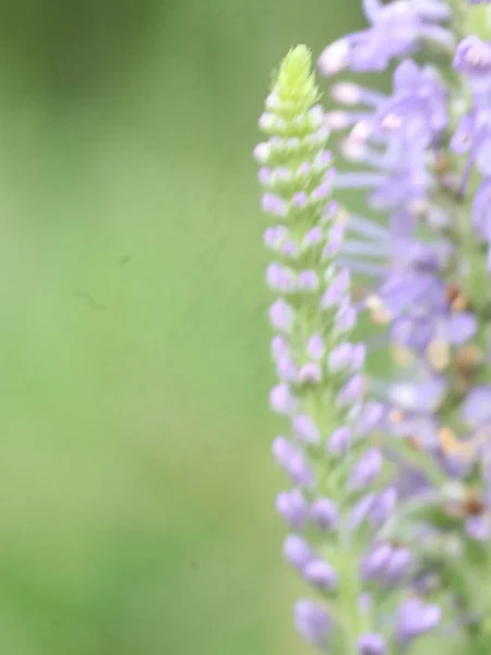 Purple lupine on a blurred green background — Stock Photo, Image