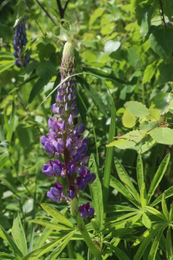 Koyu yeşil arka planda mor lupin.