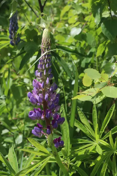 Lila Lupine auf dunkelgrünem Hintergrund — Stockfoto