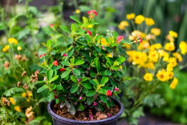 Dikenli taç kırmızı çiçekler Bahçedeki cüce ağacı