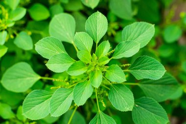 Hint ısırgan otu yaprakları, ağaç tohumlu civa, Hint akalizi, Hint bakır yaprakları..