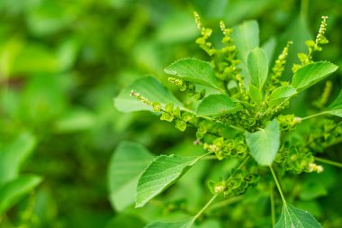 Hint ısırgan otu yaprakları, ağaç tohumlu civa, Hint akalizi, Hint bakır yaprakları..