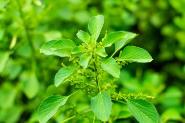 Hint ısırgan otu yaprakları, ağaç tohumlu civa, Hint akalizi, Hint bakır yaprakları..