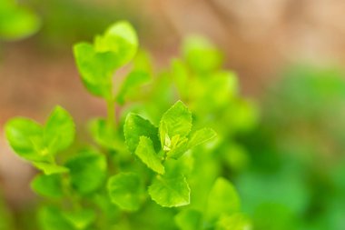 Hint bataklığı pireli, yeşil yaprakların tıbbi özellikleri vardır..