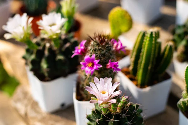 Piękne Kwiaty Kaktusa Kwitnące Ogrodzie — Zdjęcie stockowe