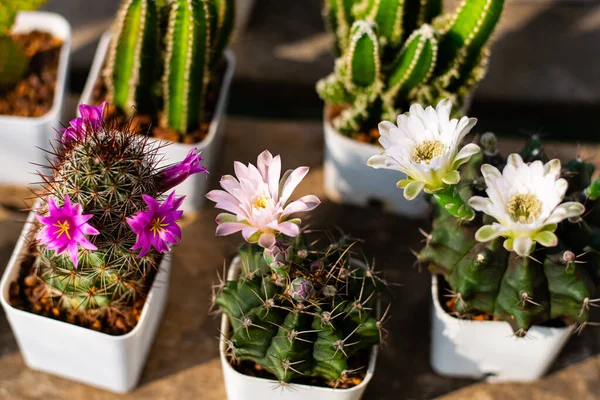 Schöne Kakteenblüten Garten lizenzfreie Stockbilder