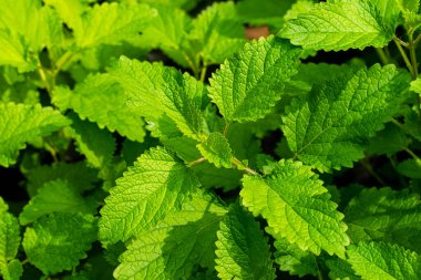 Limon merhemi, ağaç ve yeşil yapraklar emlak ilacına sahiptir. Bitki bahçesinde.