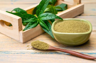 Andrographis panikleme bitkisi ve Andrographis panikleme tozu, geleneksel Tayland bitkileri..