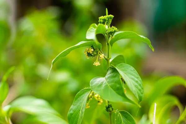 Gurmar Medicinal Plant Flowers Diabetes Garden — Stock Photo, Image