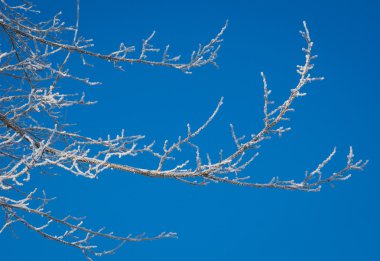 ağaçlar için tutunmuş kar
