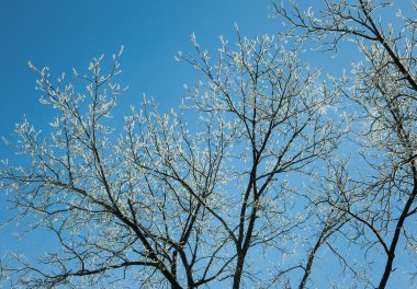 ağaçlar için tutunmuş kar