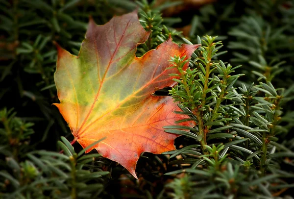 Colores otoño — Foto de Stock