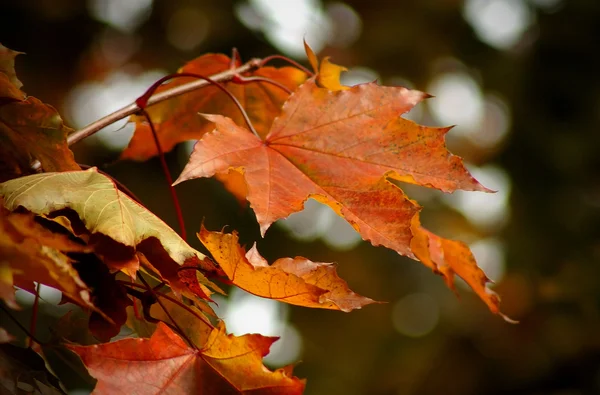 Fall Colors — Stock Photo, Image