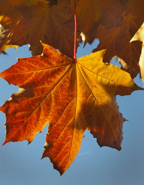 Colores otoño — Foto de Stock