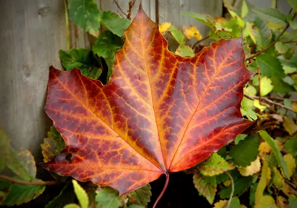 Colores otoño — Foto de Stock