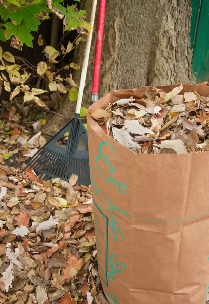 Bagging fall Leaves — Stock Photo, Image