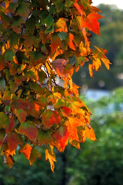 Fall Colors — Stock Photo, Image