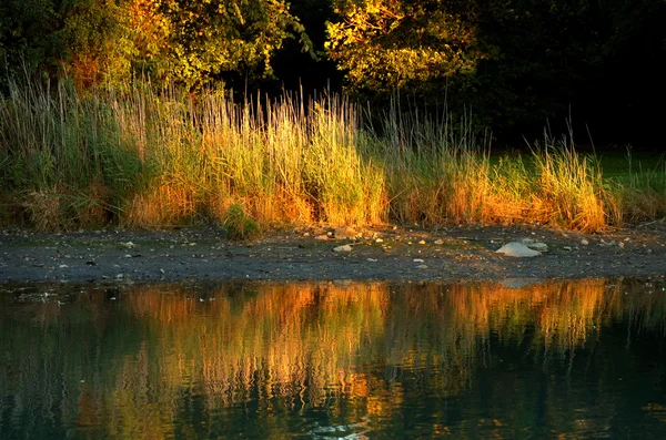 Grasbewachsenes Bachufer — Stockfoto