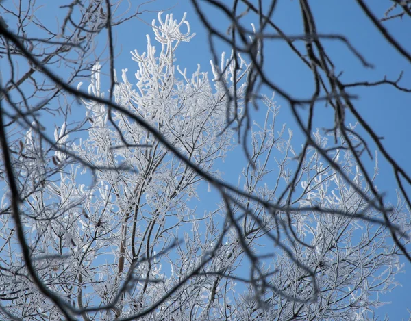 Sneeuw klampt zich vast aan de bomen — Stockfoto