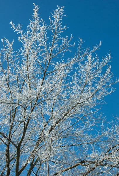 雪抱住的大树 — 图库照片