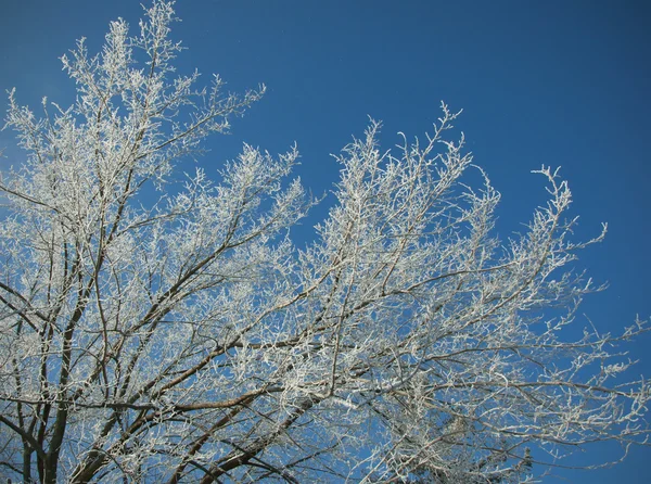 Neve agarrada às árvores — Fotografia de Stock